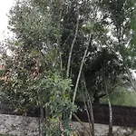 Santo Antonio Apartment Serra do Mouro